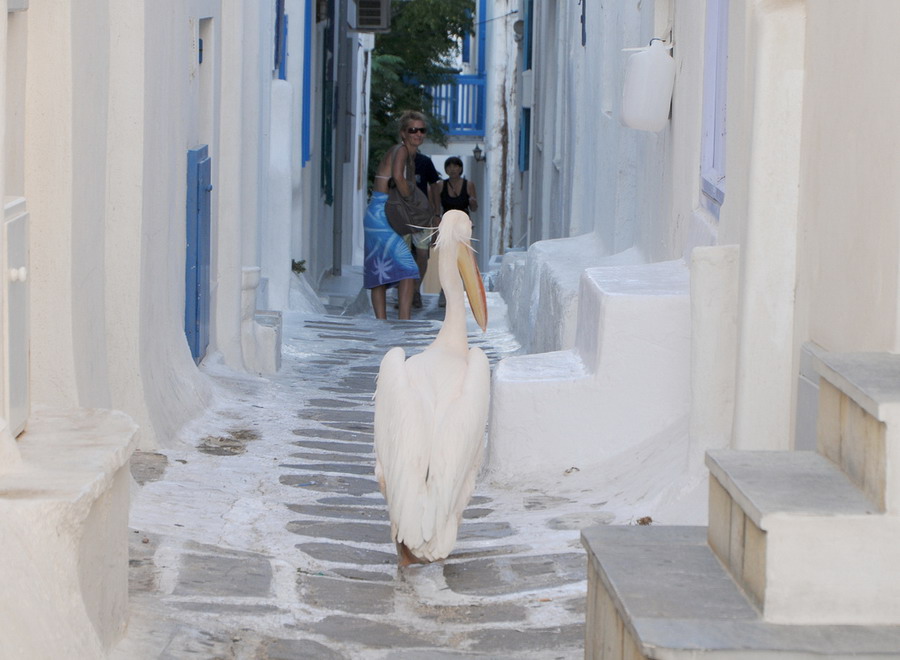  Pelikan Petros  maskota Mikonosa 